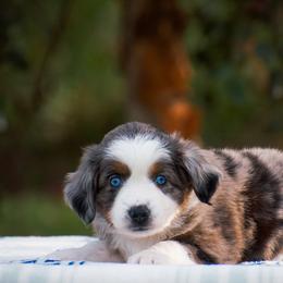 Maisie - Blue merle female Miniature American Shepherd puppy in Chocowinity, North Carolina from Foxtail Hollow