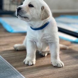 Labrador Retriever Puppies from Labsmith Labs