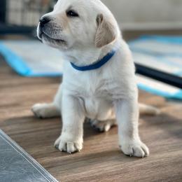 Labrador Retriever Puppies from Labsmith Labs