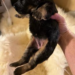 Audrey - Black and red female German Shepherd puppy in Pueblo West, Colorado from 5 Star German Shepherds aka Martin Family German Shepherds