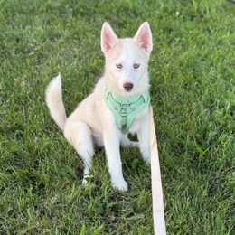 Ariel - Merle female Pomsky puppy in Lewiston, Minnesota from Family Pomsky