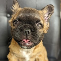 French Bulldog Puppies from Upstate Champion Kennels