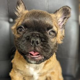 French Bulldog Puppies from Upstate Champion Kennels