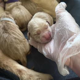 Blue - Light golden male Golden Retriever puppy in Sedalia, Missouri from Bee’s Retrievers