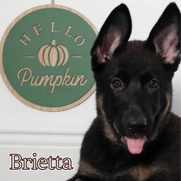 Brietta - Black and cream female German Shepherd puppy in De Land, Florida from 3B’s Animal Artistry