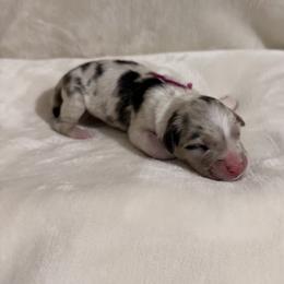 Girl 4 - female Australian Shepherd puppy in Dundee, Ohio from Aussies Of Circle H