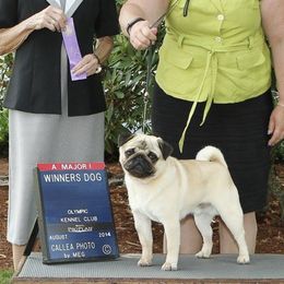Pugs from WindWalker Pugs