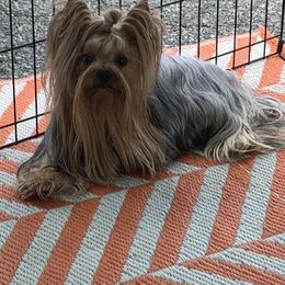 Yorkshire Terrier All Grown Up from Needmore Yorkies