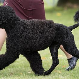 Portuguese Water Dogs from Meridian Portuguese Water Dogs