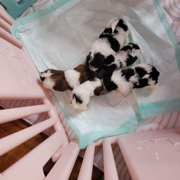 Tiny Teddie Bear - Red and white male Shih Tzu puppy in Georgia from 100 Acre Woods Shih Tzu Plantation