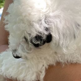 Poodles from Magnolia Cottage