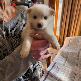 Padme - White and biscuit female American Eskimo Dog puppy in Grants Pass, Oregon from SnH Eskies