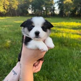 Thunder - Black and tan male Pembroke Welsh Corgi puppy in Weatherford, Texas from Wild Rose Farms
