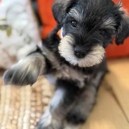 Miniature Schnauzers from Mary Jean Suhor