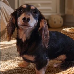 Lacey - Dachshund