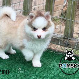 Fiyero - Red and white male Pomsky puppy in Eastman, Georgia from Once Upon A Pomsky