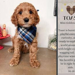 Toast - Red  male Goldendoodle puppy in Hilton, New York from The House of Goldendoodle