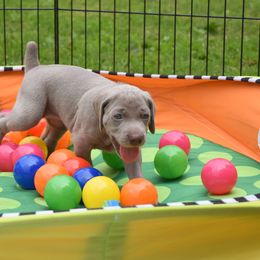 Weimaraner Puppies from Platinum Weimaraners