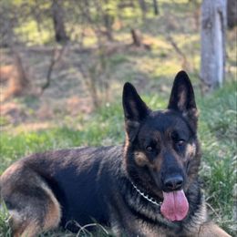 German Shepherd Puppies from AB_Elite_GSD