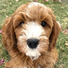 Julian - Apricot male Goldendoodle puppy in Scottsdale, Arizona from Cockadoodle Poo Puppies