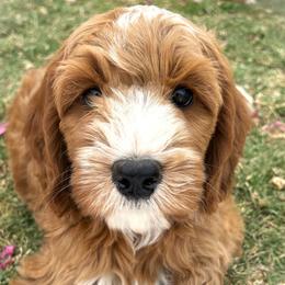 Julian - Apricot male Goldendoodle puppy in Scottsdale, Arizona from Cockadoodle Poo Puppies