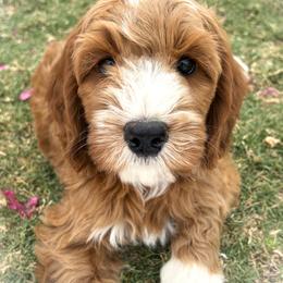 Julian - Apricot male Goldendoodle puppy in Scottsdale, Arizona from Cockadoodle Poo Puppies