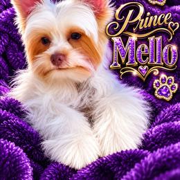 Mello - Yorkshire Terrier