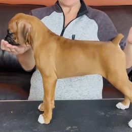 Boxer Puppies from Fineview Boxers
