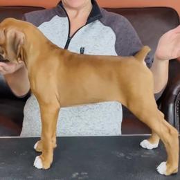 Boxer Puppies from Fineview Boxers