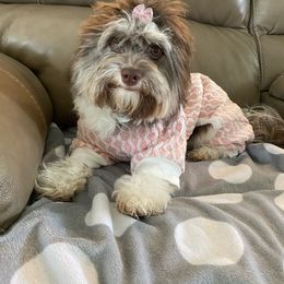 Georgia - Havanese