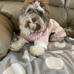 Georgia - Havanese