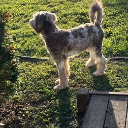 Dakota - Merle Bernedoodle puppy in Knoxville, Tennessee from Bright Side Doodles