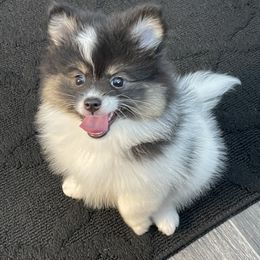 Pomeranian Puppies from Annie’s Animated AKC Pomeranians