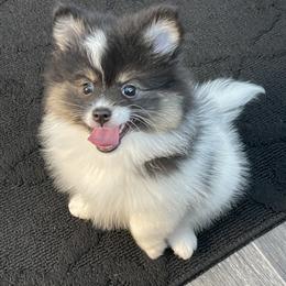 Pomeranian Puppies from Annie’s Animated AKC Pomeranians