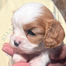 Boy 3 - Blenheim male Cavalier King Charles Spaniel puppy in Graysville, Tennessee from Country Goldens and Mountain Top Cavaliers