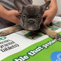 French Bulldog Puppies from Fairy’s Frenchies