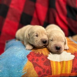 Saint Nick - Golden male Golden Retriever puppy in Saint Pauls, North Carolina from Copperfield’s Goldens
