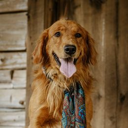 Moose - Golden Retriever