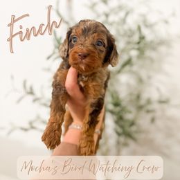 Finch - Merle male Cavapoo puppy in Colcord, Oklahoma from Copper Lane Aussies, Doodles & Cavapoos