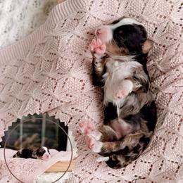 Ever - Merle female Bernedoodle puppy in Cold Spring, Minnesota from A.N.A. Doodles