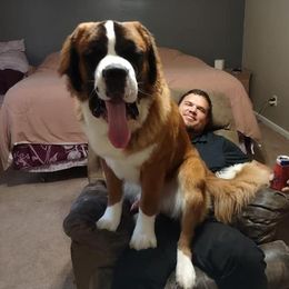 Zev - Saint Bernard