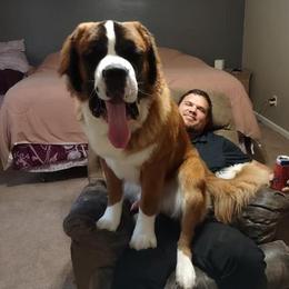 Zev - Saint Bernard