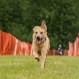 Alaskan Huskies, Border Collies, Chinooks, and Teddy Roosevelt Terriers from Fun On The Run Kennel