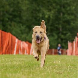 Alaskan Huskies, Border Collies, Chinooks, and Teddy Roosevelt Terriers from Fun On The Run Kennel
