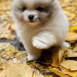 Pomeranian Puppies from TiaZ Poms