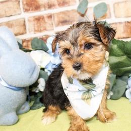 Sammy - Black and gold male Yorkshire Terrier puppy in Hugo, Oklahoma from Ann R.