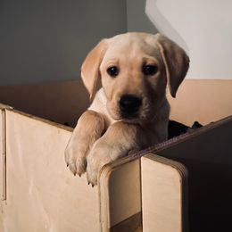 Labrador Retriever Puppies from Triple L Labs & Co.