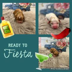 Australian Labradoodle, Cavachon, and Cavapoo Puppies from Bark & Bramble