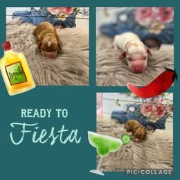 Australian Labradoodle, Cavachon, and Cavapoo Puppies from Bark & Bramble