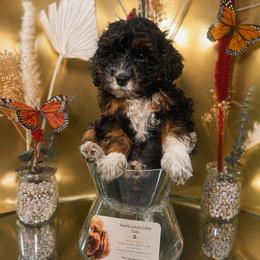 Bear - Black white and tan male Cockapoo puppy in Griffin, Georgia from Rawls Lovely Little Tots